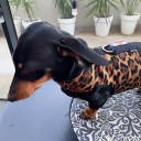Easyfit Dog Harness - Size XS